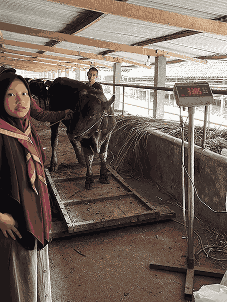 Sapi 001 bobot 338,5 (2)_11zon