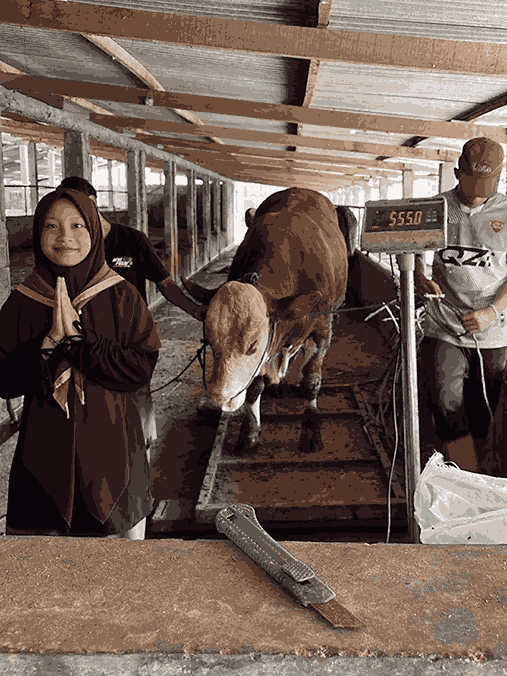Sapi 002 bobot 555,0 (2)_11zon