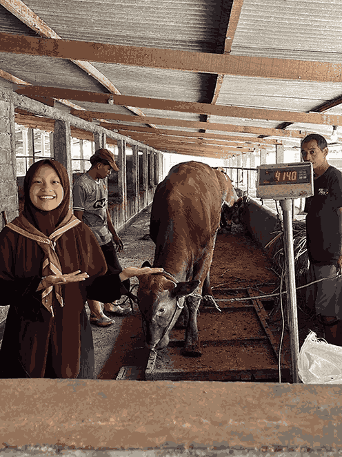 Sapi 003 bobot 414,0 (2)_11zon