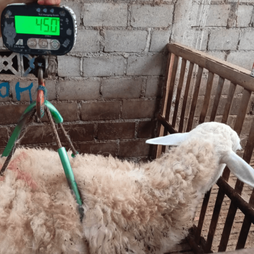 DS NK 8_45 KG (1)