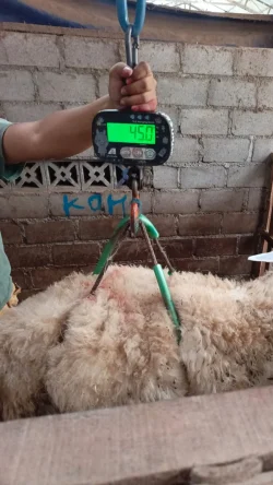 Domba DS NK 8_45 KG