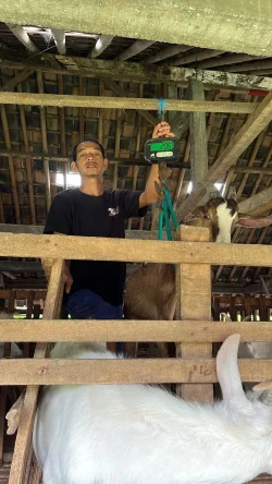Kambing TipeA 012 bobot 20,6