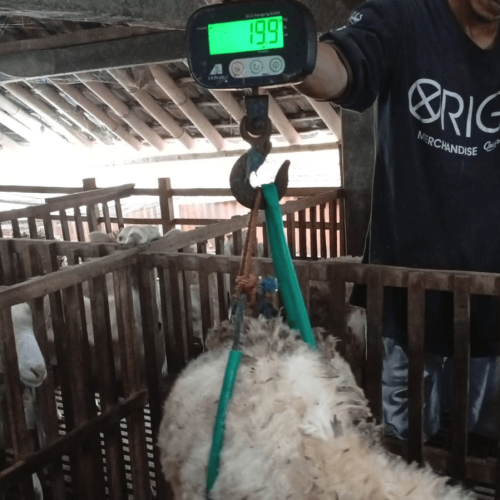 P. 004 bobot 19.9 kg_ (2)