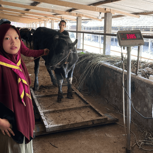 Sapi 001 bobot 338,5 (2)