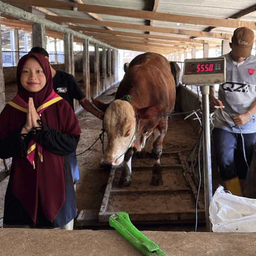 Sapi 002 bobot 555,0 (2)