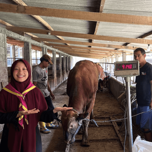 Sapi 003 bobot 414,0 (2)