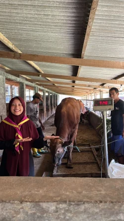 Sapi 003 bobot 414,0