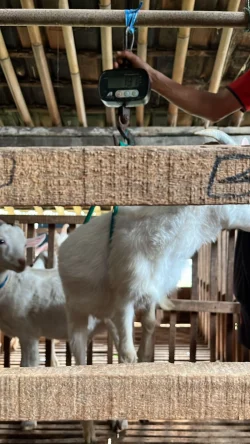 kambing P004 bobot 19,1